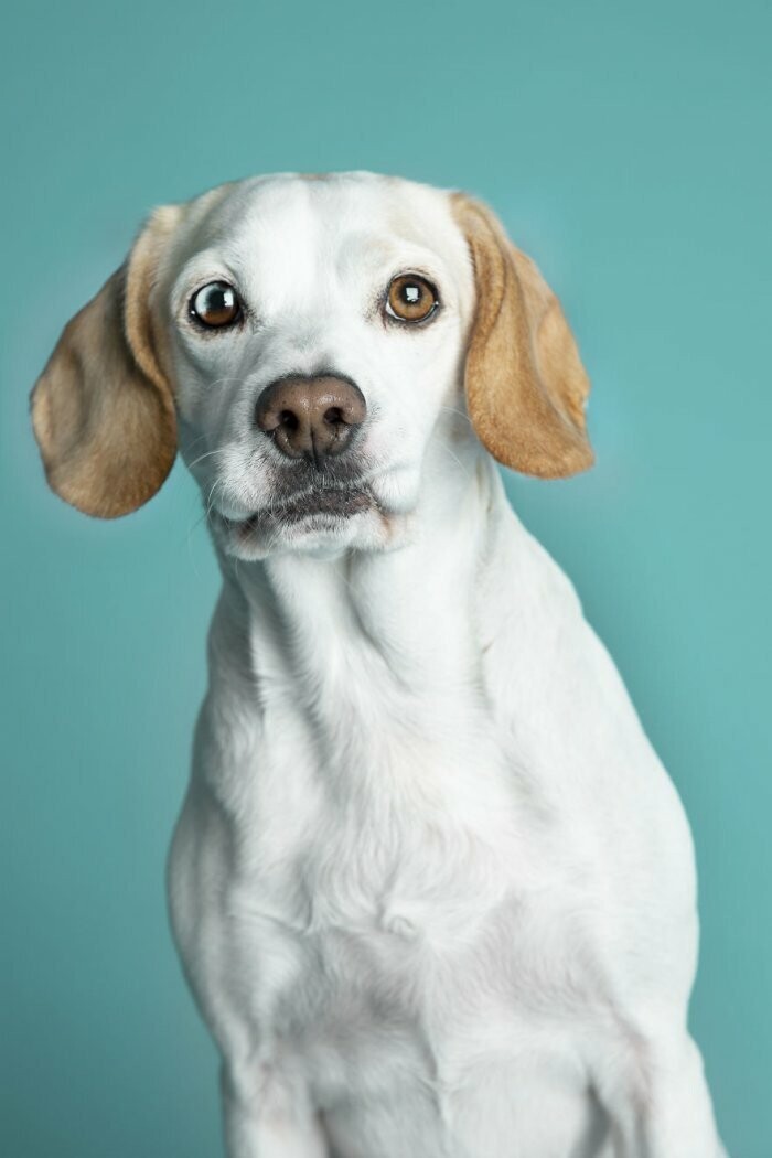 Забавные портреты собак заставляют нас улыбаться каждый день