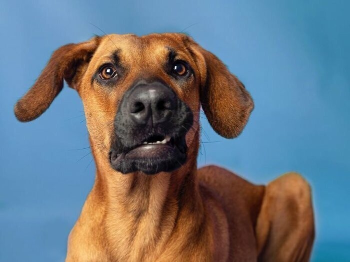 Забавные портреты собак заставляют нас улыбаться каждый день