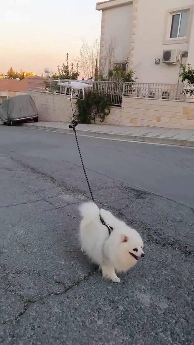 Так победим: кто-то выгуливает собаку с помощью беспилотника, Лимассол, Кипр