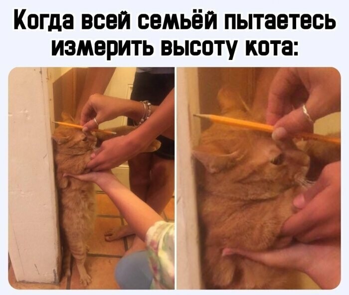 Немного картинок для поднятия настроения народа