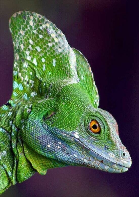 Василиск двухгребневый, Basiliscus plumifrons — вид ящериц из рода василисков.