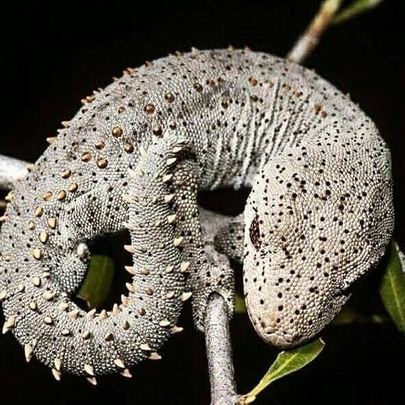 Gecko Espinoso
