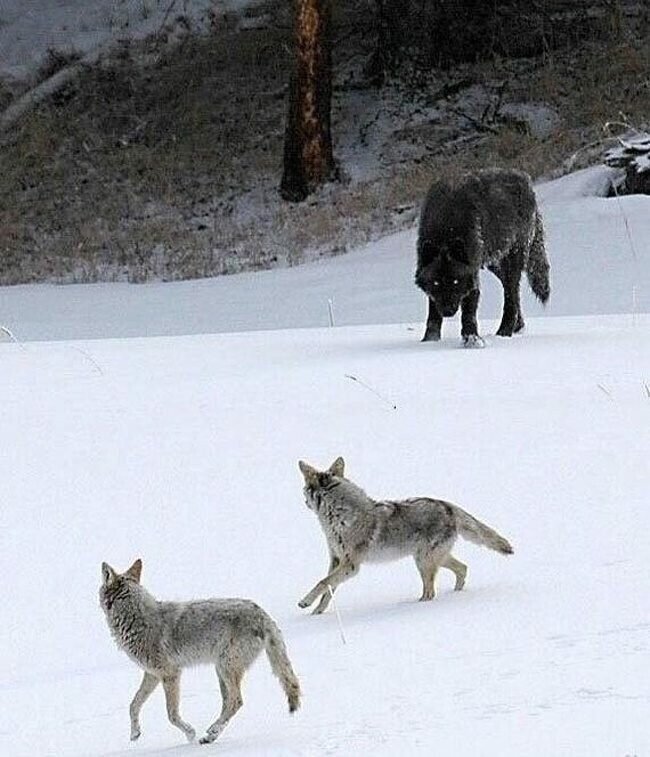 Размер волка по сравнению с койотами.