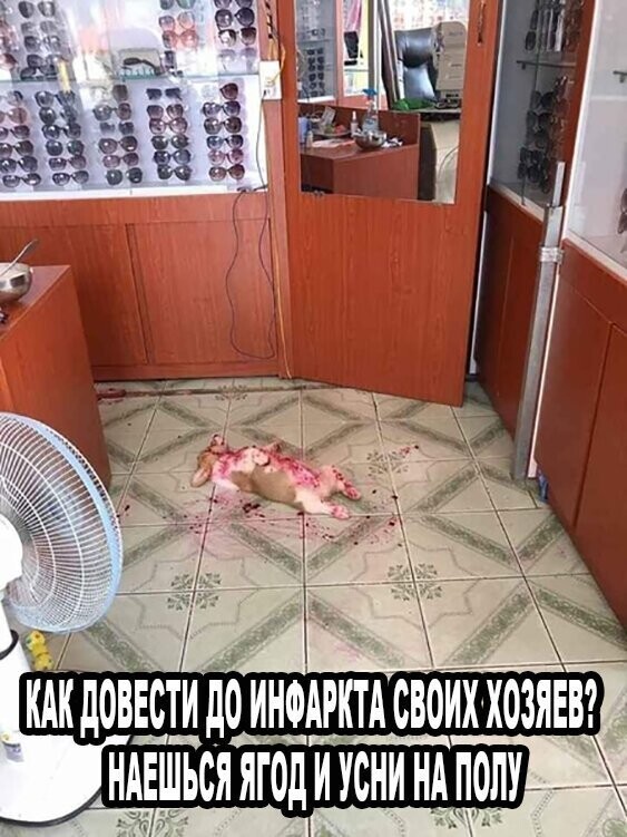 Прикольные и смешные картинки