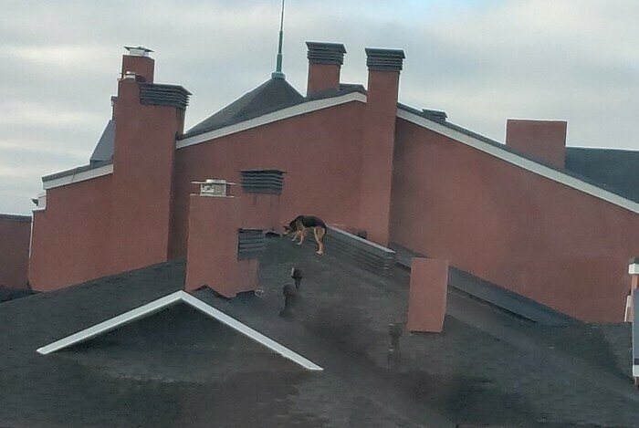 Что происходит на крыше, должно там и оставаться