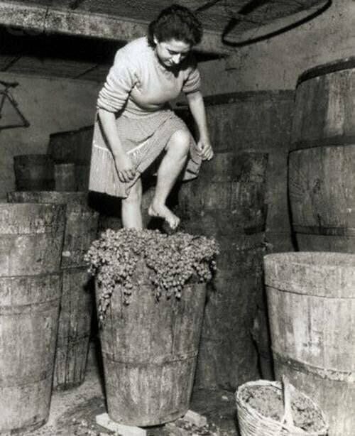 Изготовление вина в Италия, 1957 год