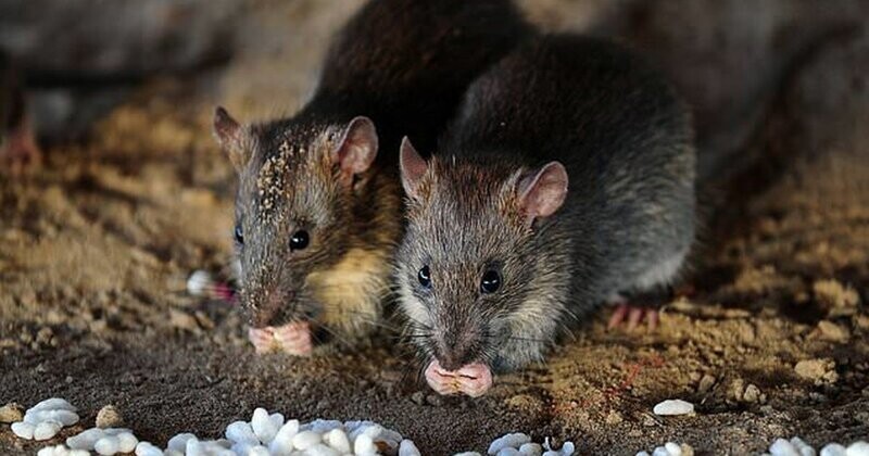 В Китае зафиксирована смерть человека от хантавируса, который распространяют крысы