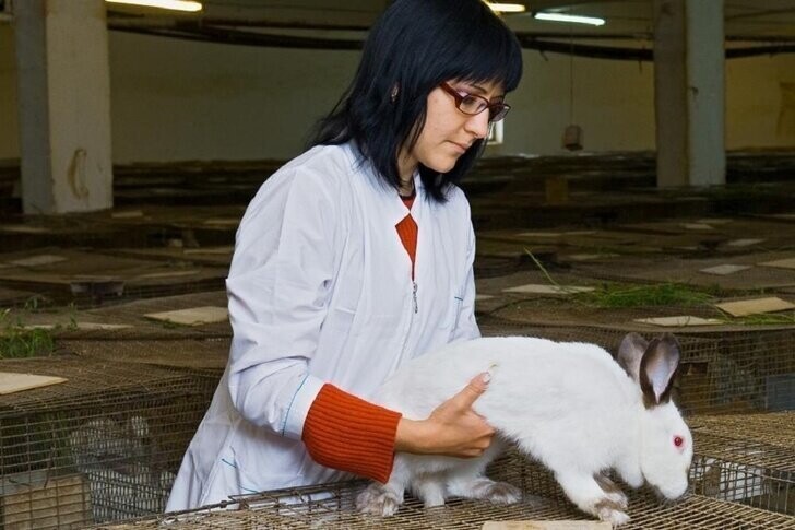 На кролиководческом комплексе «Рощинский» в Тюменской области увеличили поголовье кроликов