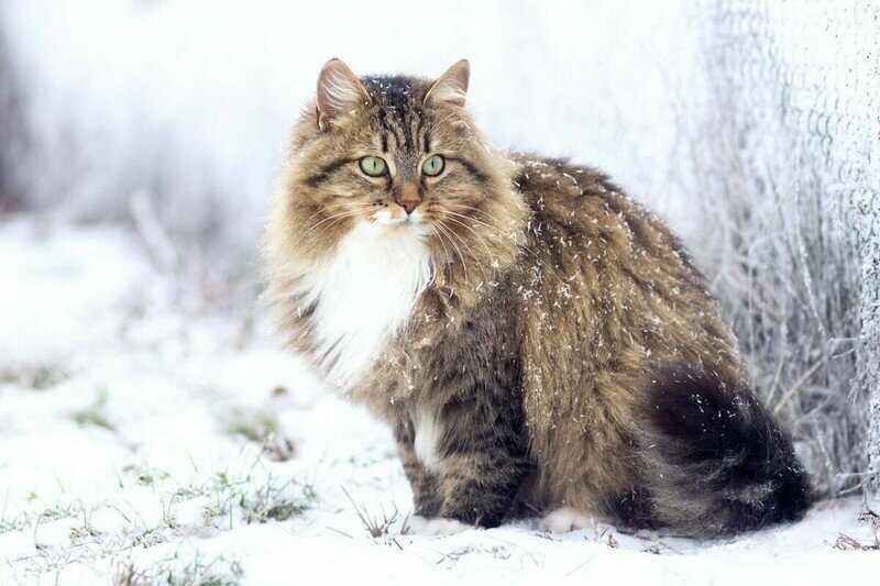 Сибирская кошка, 6-9 кг