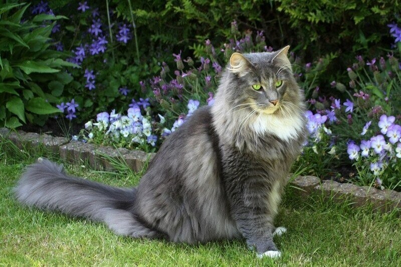 Норвежская лесная кошка, 6-9 кг