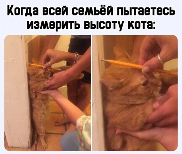 Прикольные и смешные картинки