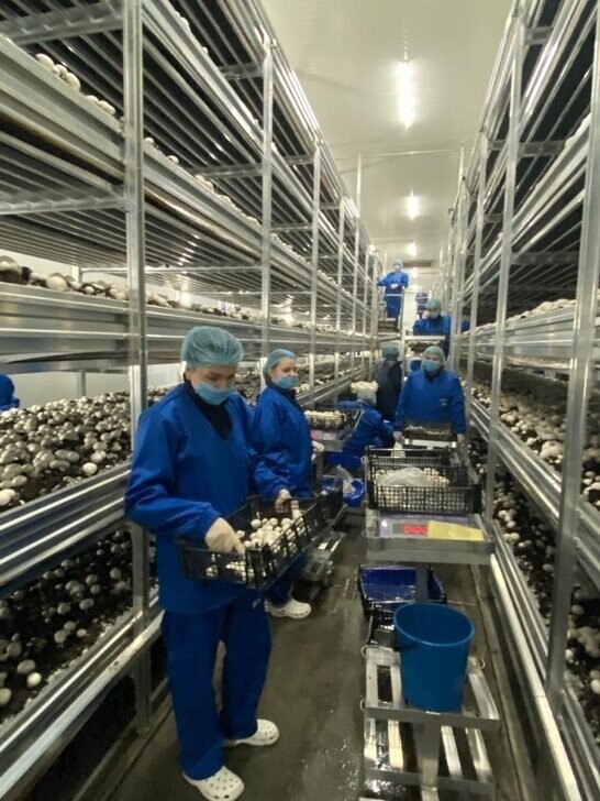 25 марта. Первый урожай получен на новой грибной ферме в подмосковной Электростали