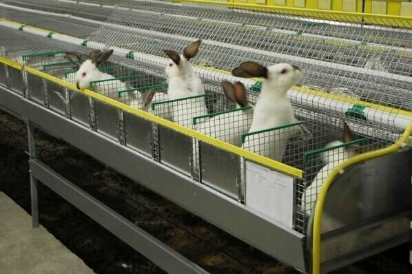 07 февраля.  Крупная кроличья ферма «Деревня кроликов» открылась в Забайкальском крае на 70 тыс. кроликов