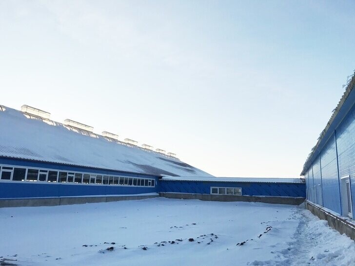 3  января. В Удмуртии заработали два новых молочных комплекса на 700 голов