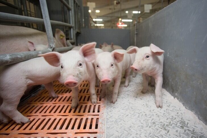 20  января. Шестой свиноводческий комплекс ГК «АГРОЭКО» заработал в Тульской области на 42,5 тыс. голов животных.