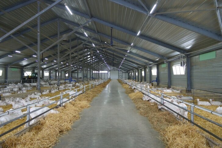 15  января. В Адыгее открылся комплекс по производству и переработке козьего молока  на 2 тыс. коз