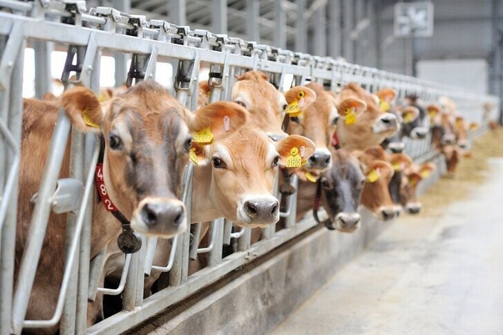 05 февраля.  На Кубани завершили реконструкцию молочной фермы на 700 голов КРС