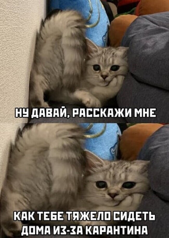 С Началом Карантина Веселые Картинки
