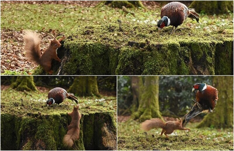Фотограф запечатлел драматическое нападение белки на фазана из-за пня