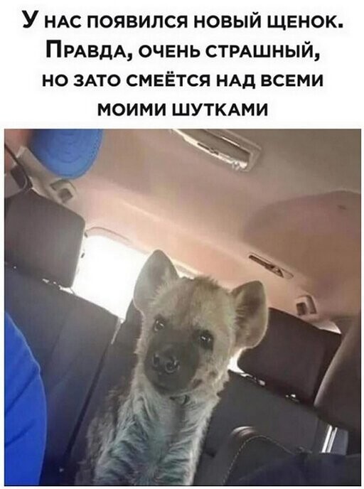 Прикольные и смешные картинки