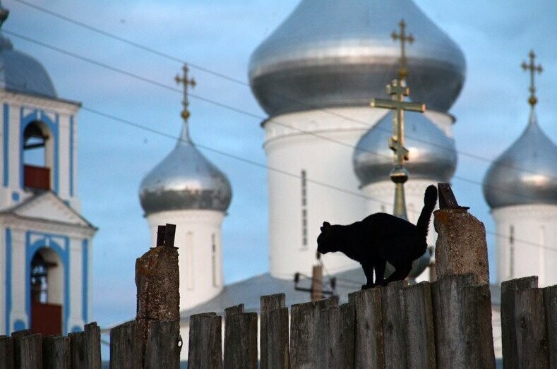 По Золотому кольцу России вместе с местными котиками