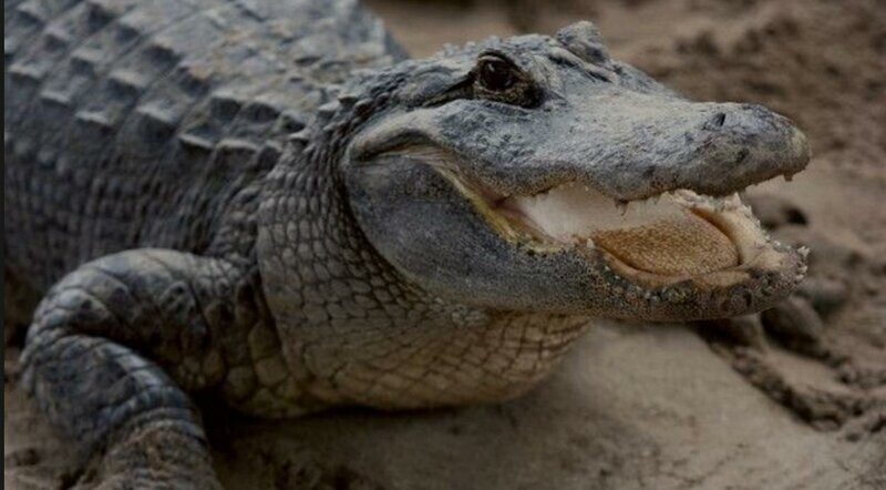 Крокодил съел мужчину, который нарушил карантин по коронавирусу