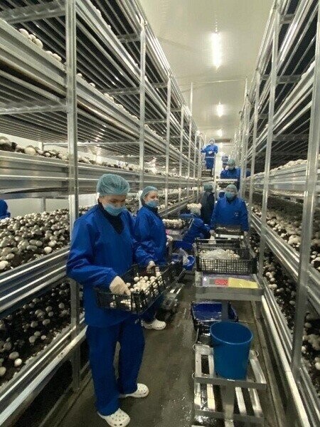 Первый урожай получен на новой грибной ферме в подмосковной Электростали