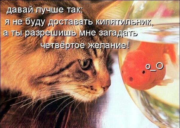 Кискоюмор продолжение