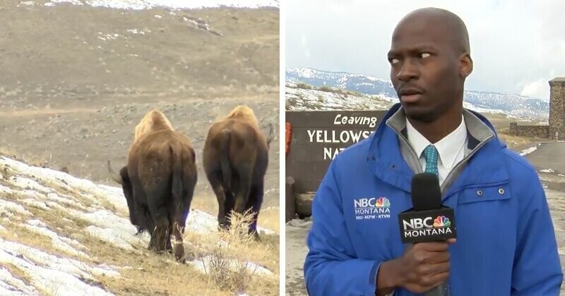 Забавная реакция репортера на стадо бизонов