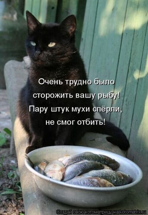 Кот-старожил в сарае рыбу сторожил