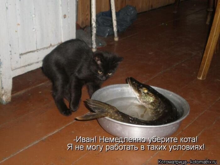 Подборка смешных фотографий, на которых показана кошачья любовь к рыбе, сметане