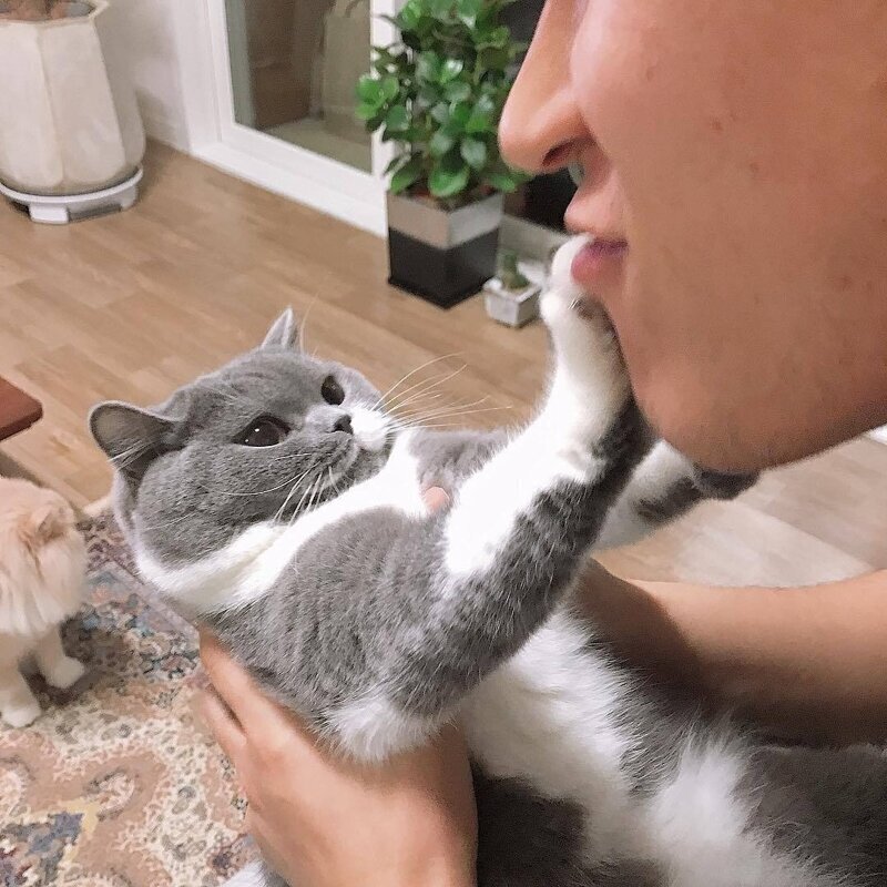 Попытка поцеловать кошку