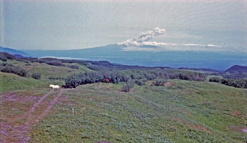 Извержение вулкана Шивелуч на Камчатке. 1985 г.