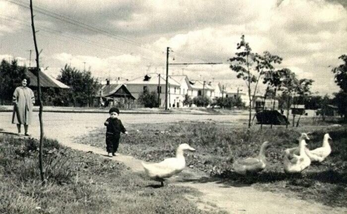 Гуси на Зеленом проспекте, 1962 год.