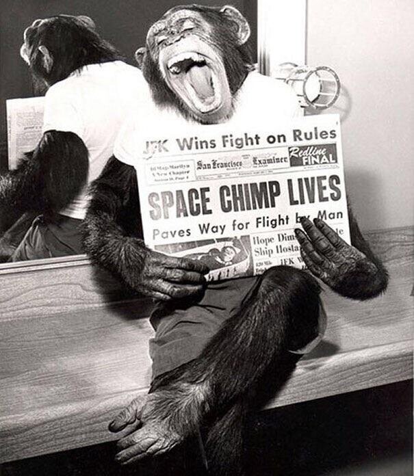 Шимпанзе позирует перед камерой после успешного полета в космос, 1961.