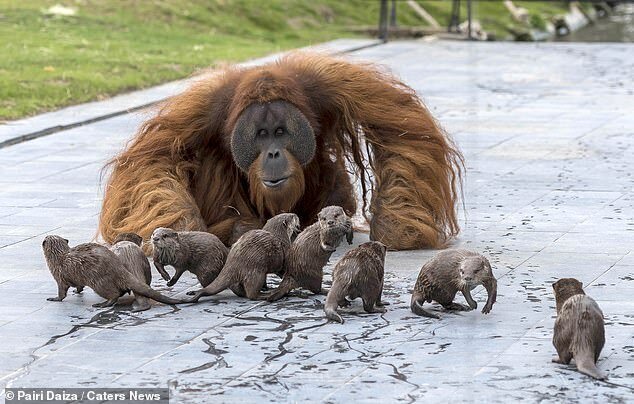 Семья орангутанов нашла друзей не по размеру