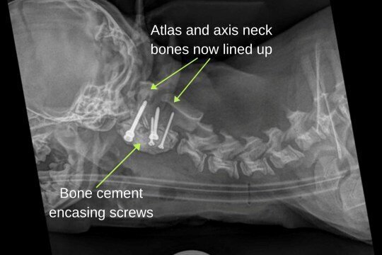 Парализованной собаке помог встать на лапы 3D-имплант
