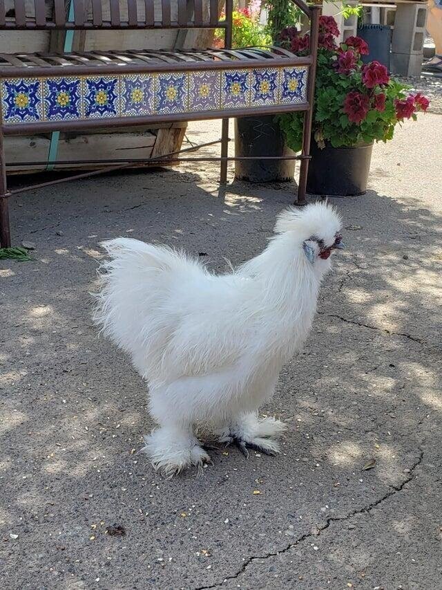 "Сегодня я встретил очень необычную курицу"