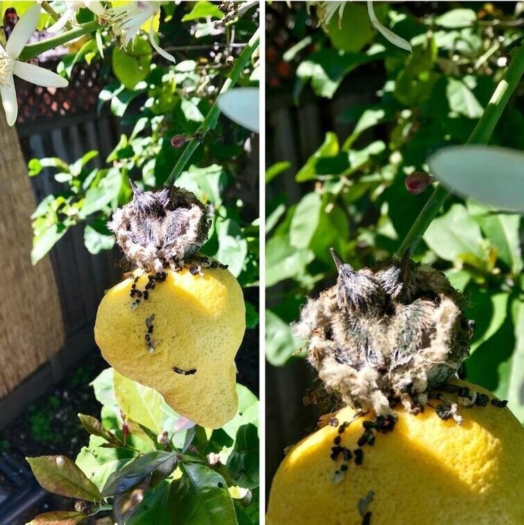 "Нашёл гнездо колибри на моём лимонном дереве!"