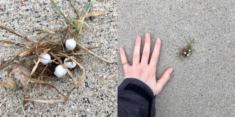 "Это крошечное гнездо я нашла сегодня на тротуаре"