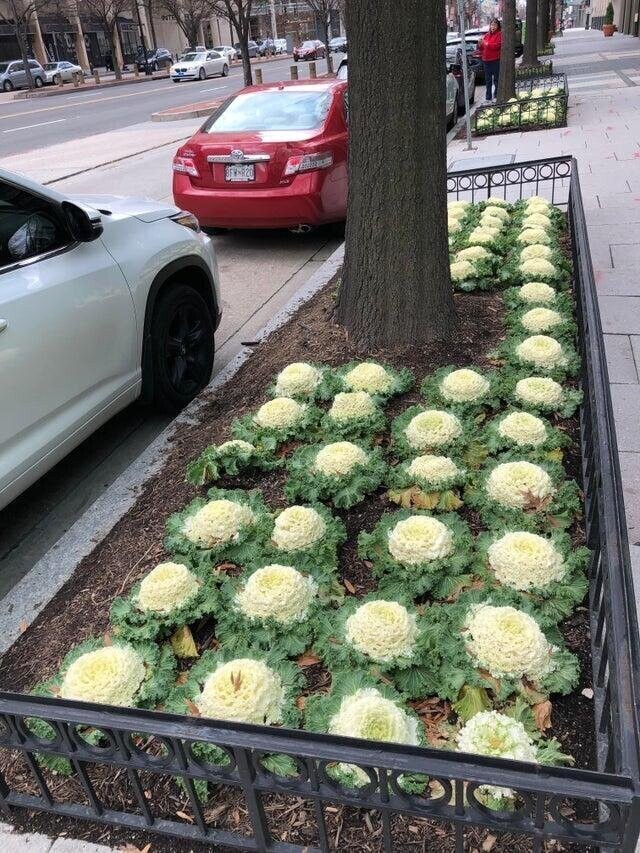 "Вместо цветов, на клумбах Вашингтона, штат Колумбия, растёт декоративная капуста"