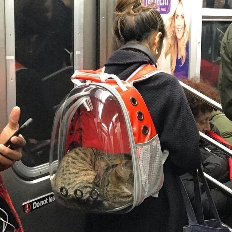 "Ехал в метро и увидел девушку с котом в рюкзаке"