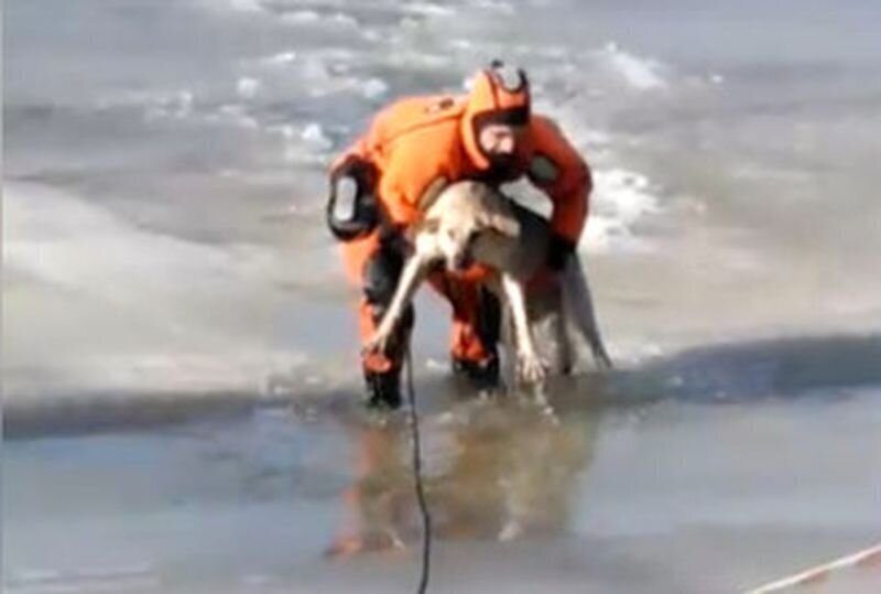 Спасение провалившейся под лед собаки в Кургане