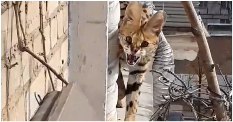 Дикая кошка сервал сбежала из квартиры и направилась уничтожать запасы еды соседей