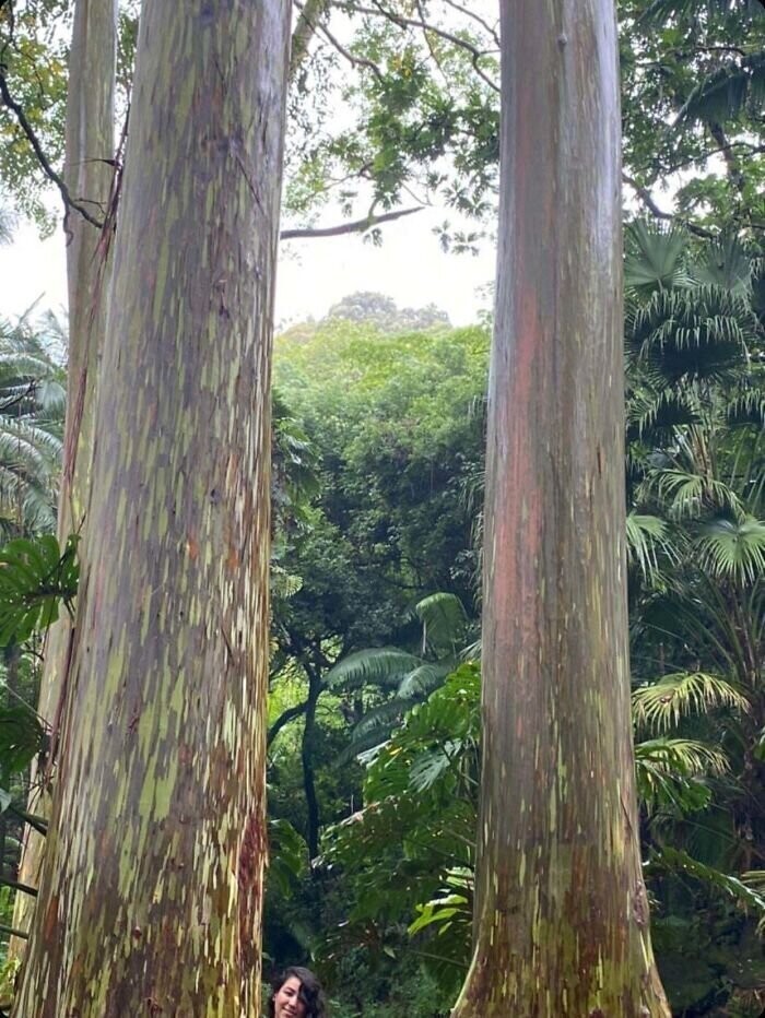 13. "Подруга в отпуске на Гавайях попросила прохожего сфотографировать ее на фоне деревьев"
