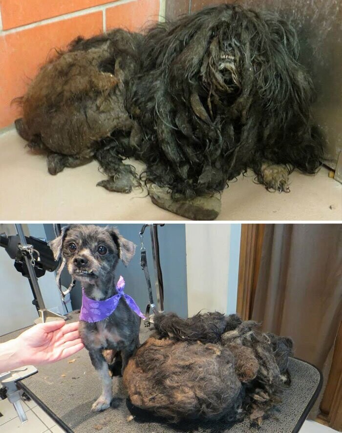 Эта двухлетняя собака избавилась от килограмма грязной шерсти и готова к новой жизни.