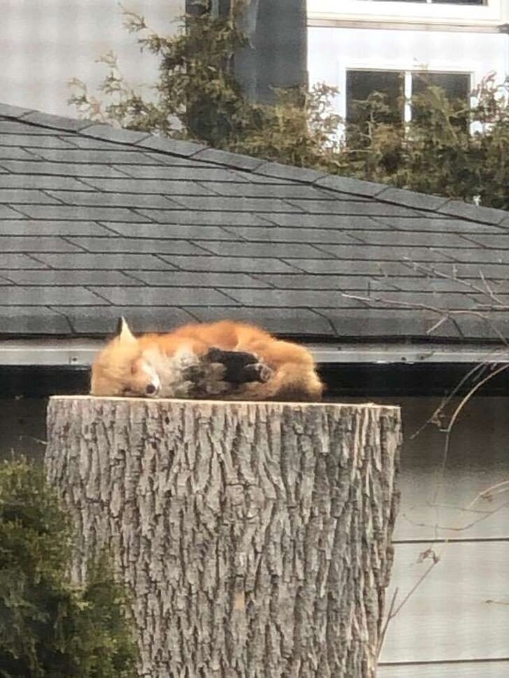 Сладко спящая лиса на пне