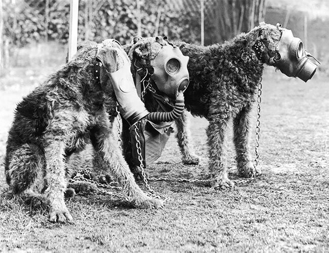 Животные в противогазах во время Первой мировой войны