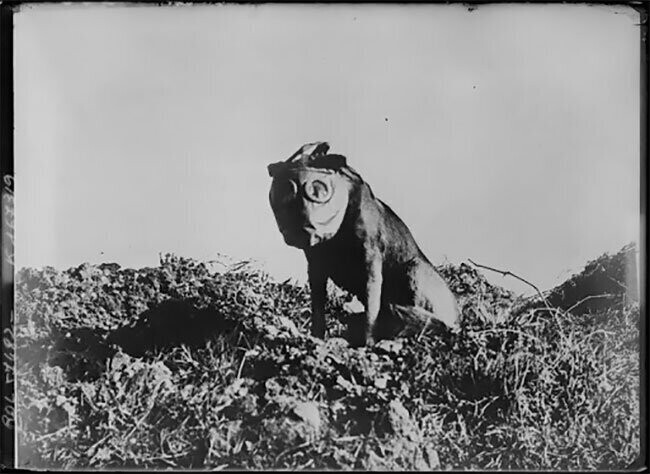 Животные в противогазах во время Первой мировой войны