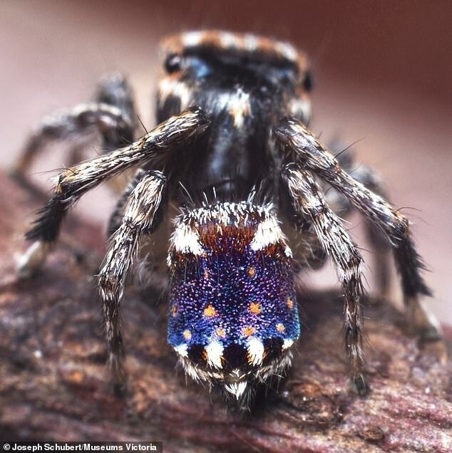 В Австралии найден паук, напоминающий "Звездную ночь" Ван Гога